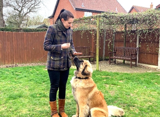 About Walnut Tree Dog Services