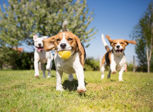 Dog Training Attleborough Dog Training Attleborough